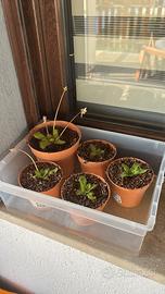 Piante carnivore: Nepenthes e Pinguicule