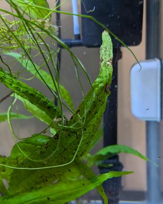 Acquario 30 litri + piante 