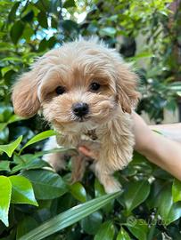 Maltipoo
