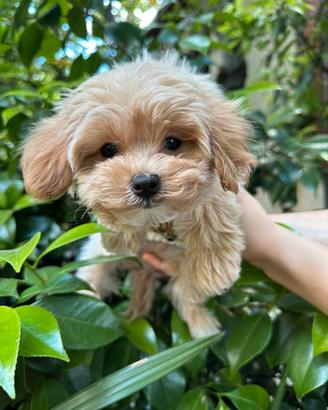 Maltipoo