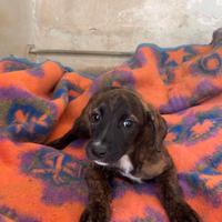 4 meravigliosi cuccioli in adozione