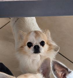 Chihuahua pelo lungo