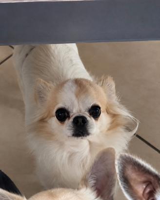 Chihuahua pelo lungo