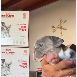 Bulldog francese