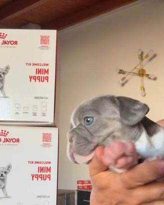 Bulldog francese