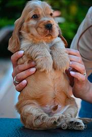 Maschietti cocker spaniel inglese - pedigree