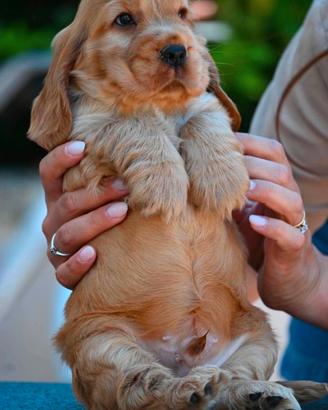 Maschietti cocker spaniel inglese - pedigree