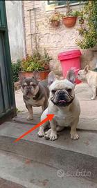 Bulldog Francese