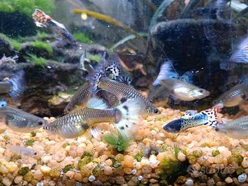Guppy poecilia pesci tropicali