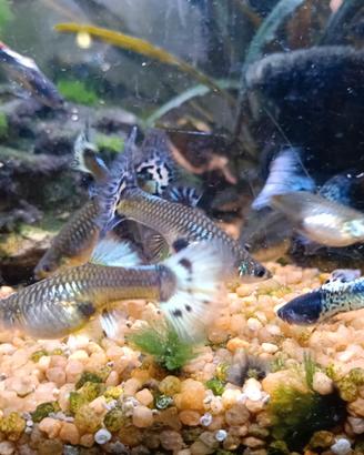 Guppy poecilia pesci tropicali