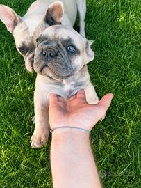 Bulldog francese
