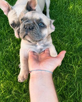 Bulldog francese