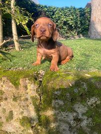 Bassotto Nano Red-Fulvo maschio