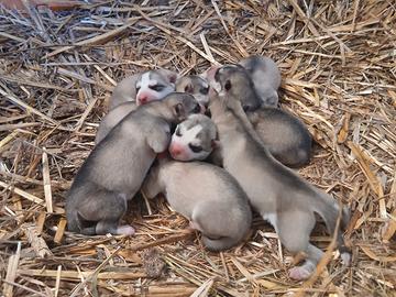Cuccioli husky