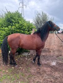 Stagione di monta 2026