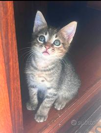 Gattini