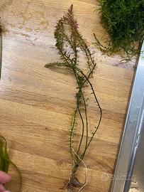 Rotala rotundifolia