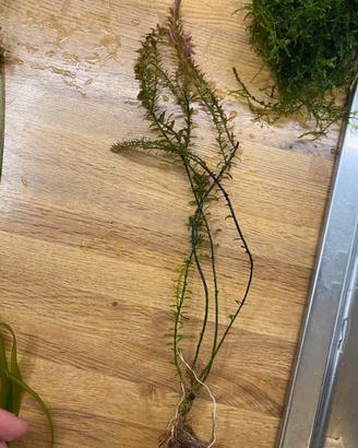 Rotala rotundifolia