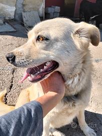 Meravigliosa Bianca in attesa di casa