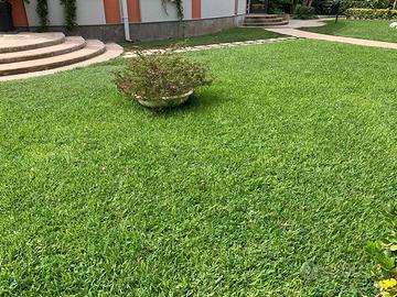 GRAMIGNONE PASPALUM VAGINATUM