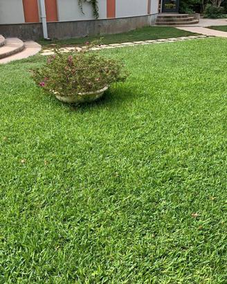 GRAMIGNONE PASPALUM VAGINATUM