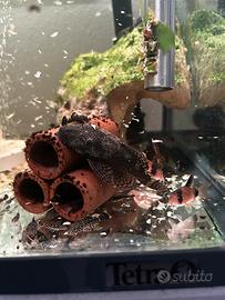 Ancistrus