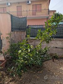 Pianta di limone con frutti 180 cm