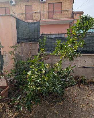 Pianta di limone con frutti 180 cm