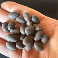 Semi di fiori di loto