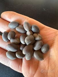 Semi di fiori di loto