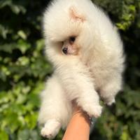 Cuccioli di spitz tedesco pomerania nano