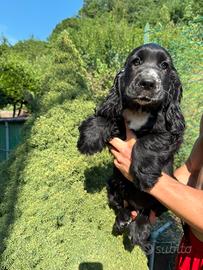 Cucciolo cocker