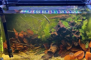 Pelvicachromis 