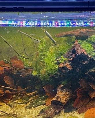 Pelvicachromis 