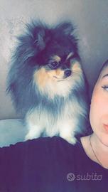 Volpino di Pomerania