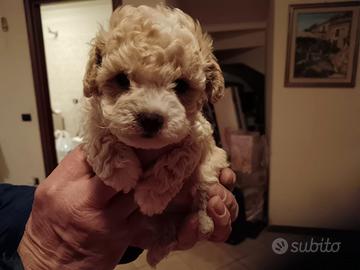 Maltipoo maschio