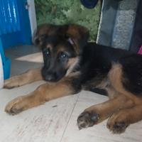 Pastori tedeschi con pedigree