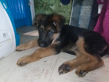 Pastori tedeschi con pedigree