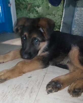 Pastori tedeschi con pedigree