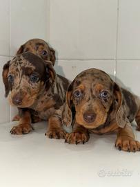 Bassotto Keninchen chocomerle