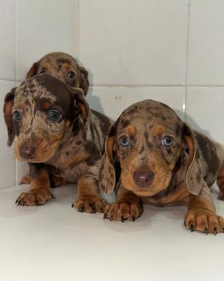 Bassotto Keninchen chocomerle