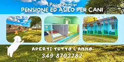 Pensione per cani