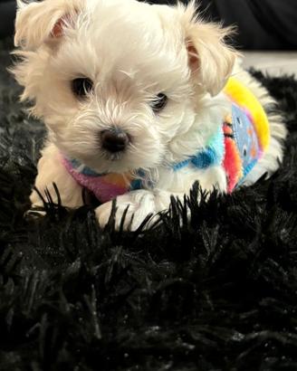 Maltese toy