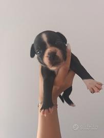 Staffordahire bull terrier