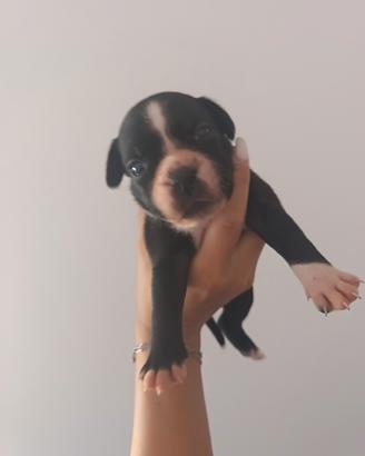 Staffordahire bull terrier