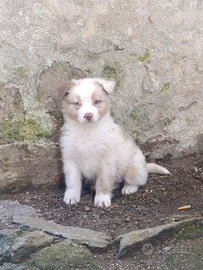 Australian shepherd redmerle femmina