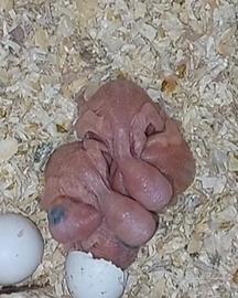 Parrocchetto dal collare viola pezzato