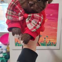 Chihuahua disponibile