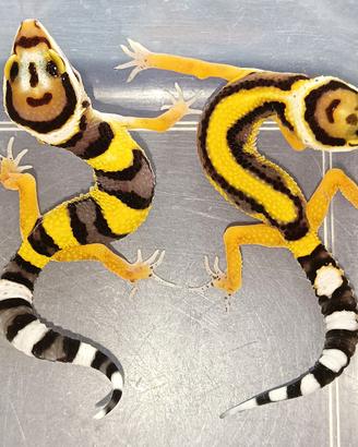 Geco leopardino baby, teca, allestimento