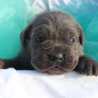 Cuccioli di CANE CORSO